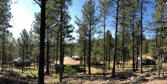 Yurts among tall pine trees