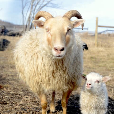 Sheep facing the camera