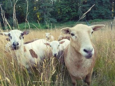 Sheep standing in a grassy field