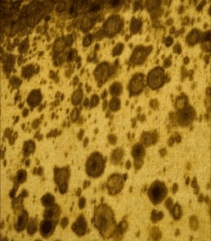 Close-up of mildew spots on fabric