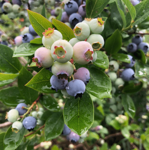 Blueberries growing on a plant