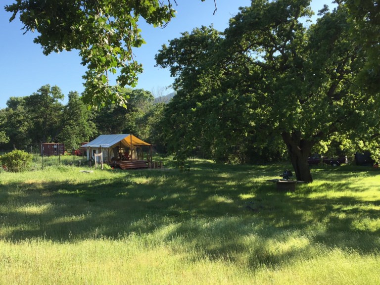Trees and grass in a camp setting