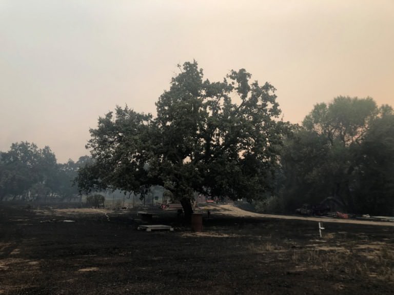 Smoke drifting through a wooded landscape