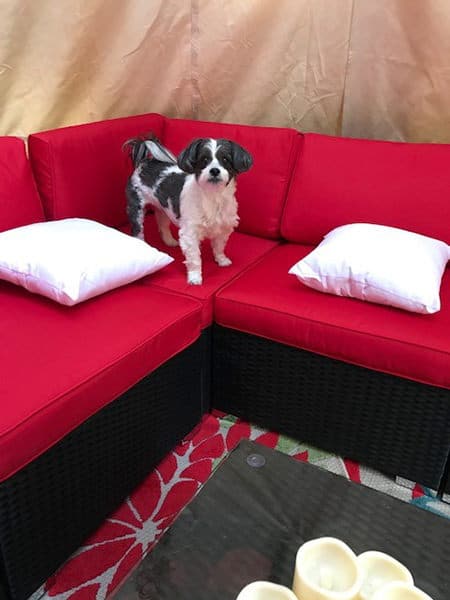Dog sitting on a red sofa